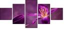 79035921