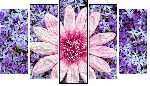Kunstblume auf einem Meer aus lila BlÃ¼ten - Obraz pięcioczęściowy, Pentaptyk