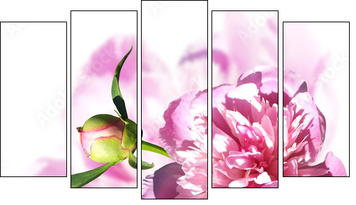 Peony on a white background. Isolated  - Obraz pięcioczęściowy, Pentaptyk