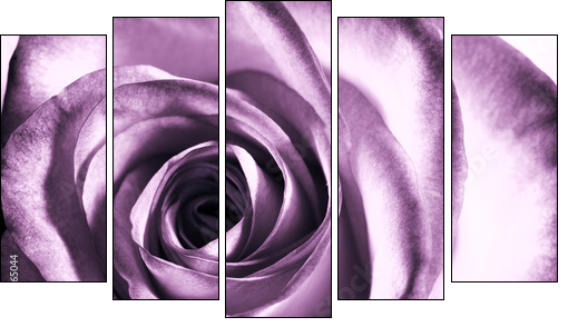 Purpurowa róża – zbliżenie na klasyczne piękno
 - Obraz pięcioczęściowy, Pentaptyk