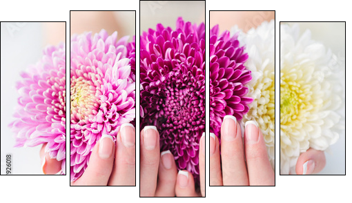 Woman cupped hands with beautiful French manicure holding pink and white flowers - Obraz pięcioczęściowy, Pentaptyk