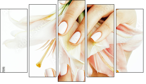 beauty delicate hands with manicure holding flower lily close up isolated on white - Obraz pięcioczęściowy, Pentaptyk