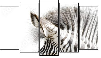 Zebra 001  - Obraz pięcioczęściowy, Pentaptyk