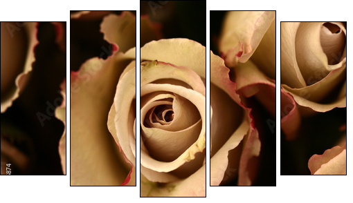 Zoom na kwiaty – różane zbliżenie
 - Obraz pięcioczęściowy, Pentaptyk