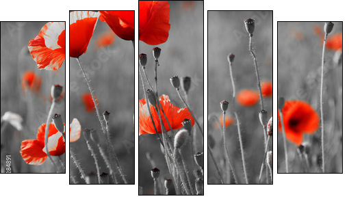 Czerwone maki – fotograficzne kontrasty natury
 - Obraz pięcioczęściowy, Pentaptyk