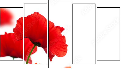 Maki – czerwone kwiaty w kontrastach
 - Obraz pięcioczęściowy, Pentaptyk
