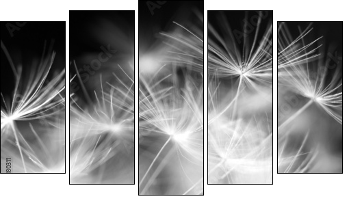 Macro beauty dandelion  - Obraz pięcioczęściowy, Pentaptyk