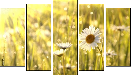 Stokrotki o poranku – wiosenna łąka
 - Obraz pięcioczęściowy, Pentaptyk
