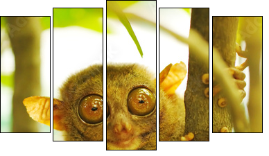 Tarsier  - Obraz pięcioczęściowy, Pentaptyk