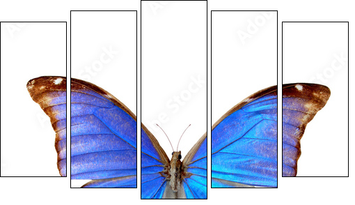 Blue morpho  - Obraz pięcioczęściowy, Pentaptyk