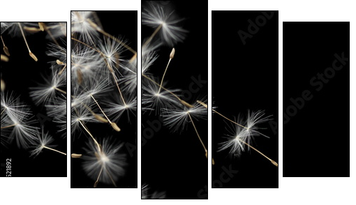 Seeds of dandelion, isolated on black  - Obraz pięcioczęściowy, Pentaptyk