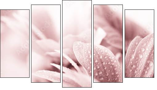 Beautiful daisy flowers closeup  - Obraz pięcioczęściowy, Pentaptyk