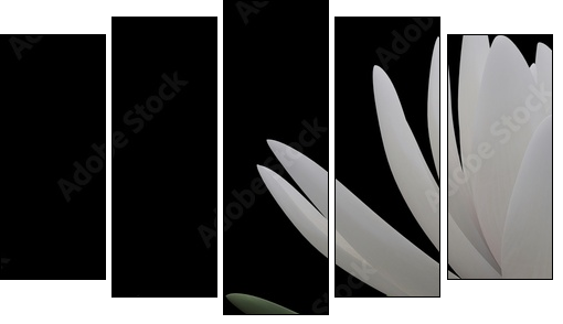 Biały lotos – zbliżenie XXL
 - Obraz pięcioczęściowy, Pentaptyk