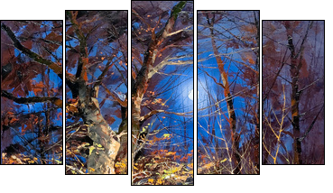 Night wood  - Obraz pięcioczęściowy, Pentaptyk