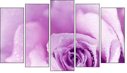 Purpurowa róża w kroplach świeżej rosy
 - Obraz pięcioczęściowy, Pentaptyk
