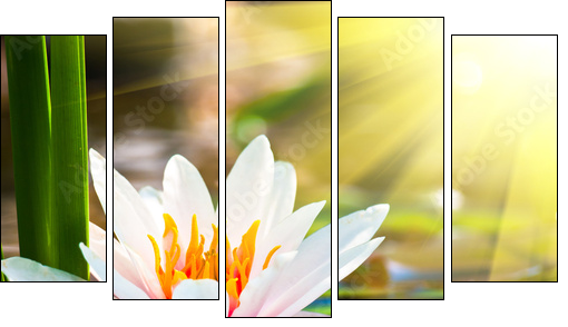 beautiful water lily in the light  - Obraz pięcioczęściowy, Pentaptyk