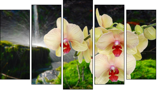Orchideeauf Stein mit Wassertropfen  - Obraz pięcioczęściowy, Pentaptyk