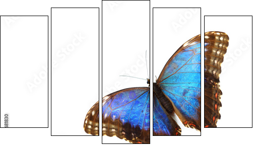 blue morpho isolated  - Obraz pięcioczęściowy, Pentaptyk