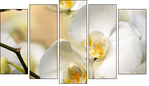 White orchid  - Obraz pięcioczęściowy, Pentaptyk