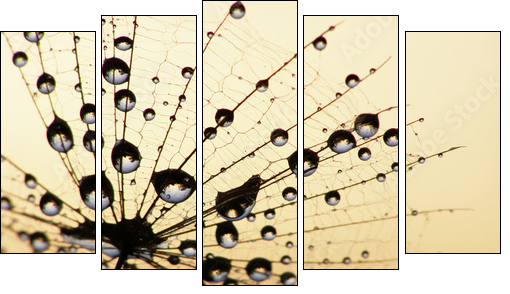 dandelion seed  - Obraz pięcioczęściowy, Pentaptyk