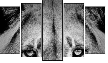 Lion Portrait  - Obraz pięcioczęściowy, Pentaptyk