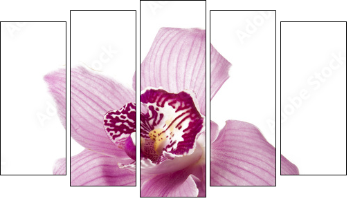 Pink orchid on a white background  - Obraz pięcioczęściowy, Pentaptyk