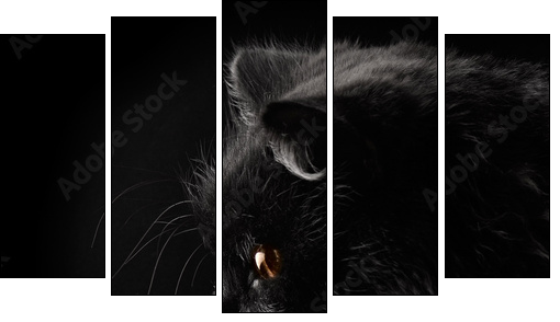 black persian cat on black background  - Obraz pięcioczęściowy, Pentaptyk