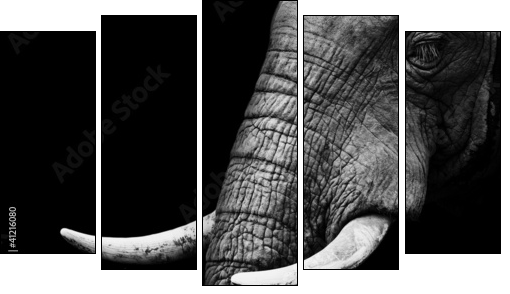 African Elephant Close Up  - Obraz pięcioczęściowy, Pentaptyk