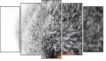 British blue cat detail  - Obraz pięcioczęściowy, Pentaptyk