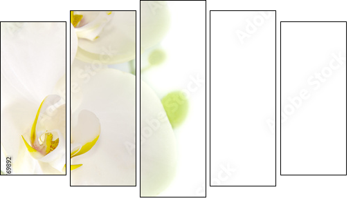 orquÃ­dea blanca sobre fondo blanco  - Obraz pięcioczęściowy, Pentaptyk