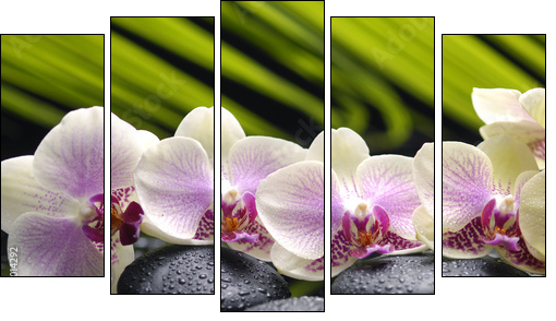 Set of branch orchid with stones- palm leaf background  - Obraz pięcioczęściowy, Pentaptyk