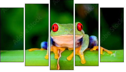 Red eyed tree frog looking curious  - Obraz pięcioczęściowy, Pentaptyk
