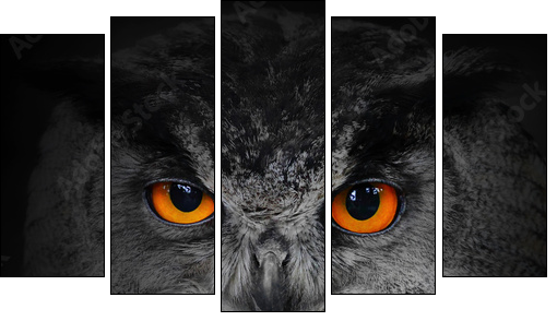 The evil eyes. ( Eagle Owl, Bubo bubo).  - Obraz pięcioczęściowy, Pentaptyk