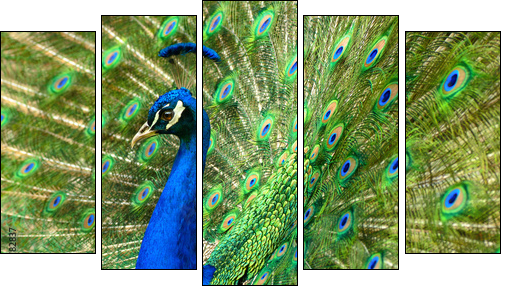 MajestÃ¤tischer Pfau  - Obraz pięcioczęściowy, Pentaptyk