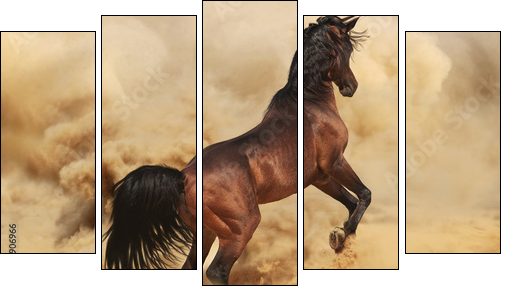 Purebred arabic stallion in desert  - Obraz pięcioczęściowy, Pentaptyk