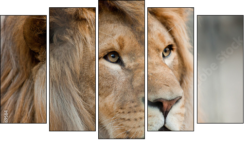 lion  - Obraz pięcioczęściowy, Pentaptyk