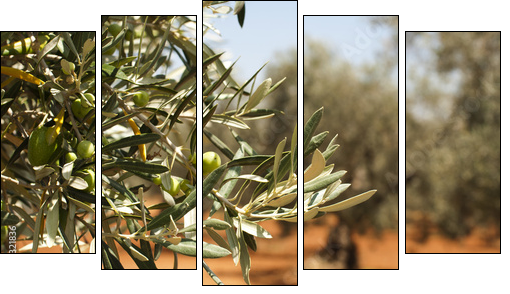 Olive plantation and olives on branch  - Obraz pięcioczęściowy, Pentaptyk