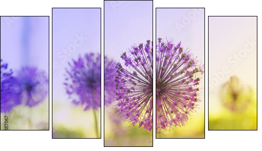 Flowering Onion  - Obraz pięcioczęściowy, Pentaptyk
