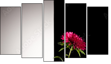 red aster flower  - Obraz pięcioczęściowy, Pentaptyk