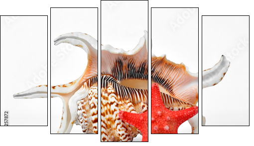 tropical sea shells  - Obraz pięcioczęściowy, Pentaptyk