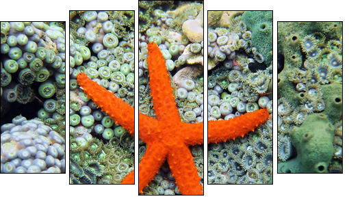 Comet sea star over anemones  - Obraz pięcioczęściowy, Pentaptyk