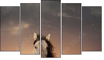 wild stallion running in sunset  - Obraz pięcioczęściowy, Pentaptyk