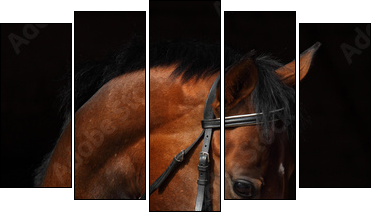 Bay Trakehner Horse with classic bridle  - Obraz pięcioczęściowy, Pentaptyk