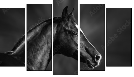 Black and white portrait of arabian stallion  - Obraz pięcioczęściowy, Pentaptyk