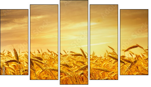 A field of wheat in the golden light of sunset.  - Obraz pięcioczęściowy, Pentaptyk