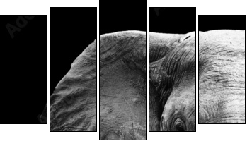 Elephant Close Up  - Obraz pięcioczęściowy, Pentaptyk