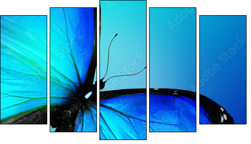 Blue butterfly on blue background  - Obraz pięcioczęściowy, Pentaptyk