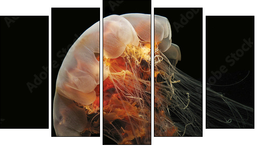Lion's Mane Jelly  - Obraz pięcioczęściowy, Pentaptyk