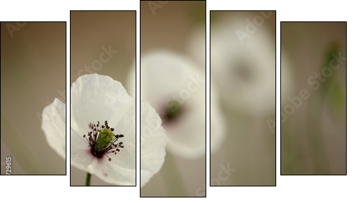 Poppy  - Obraz pięcioczęściowy, Pentaptyk