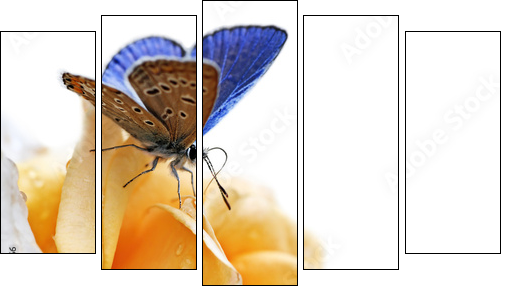 blue butterfly isolated on white background  - Obraz pięcioczęściowy, Pentaptyk
